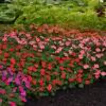 Organic Hybrid Plant